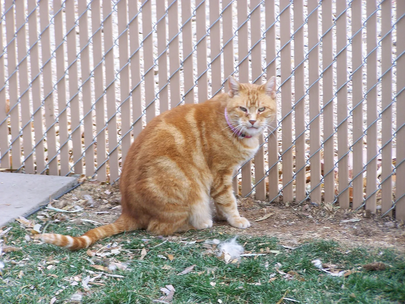 An adult orange classic tabby cat sitting by a fence, wide marbled pattern on its flank