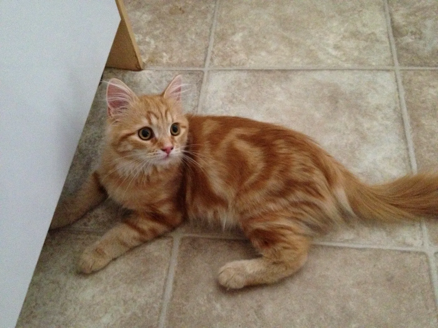 A young Siberian cat lying on tile flooring, wide swirled classic tabby pattern on its side