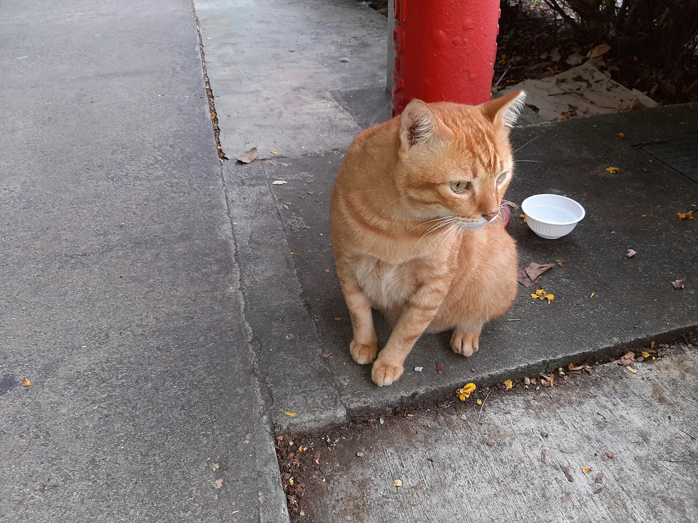 An orange cat with a nearly uniform low-contrast coat sitting on a sidewalk, faint barring on the legs