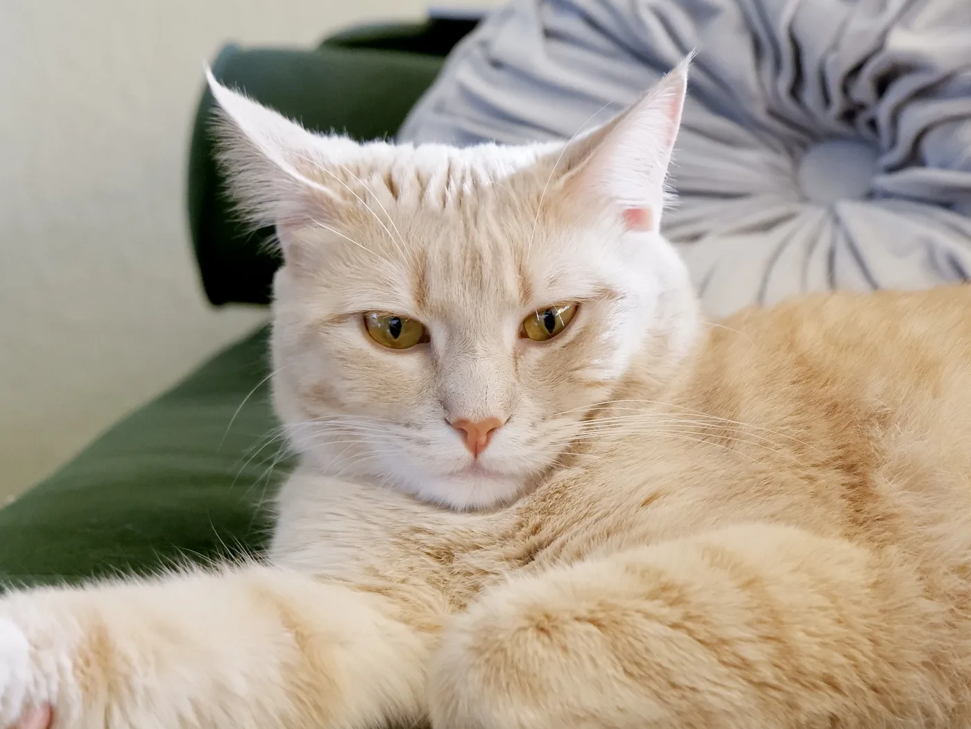 A pale cream tabby cat resting indoors, faint ghost striping on the head and legs