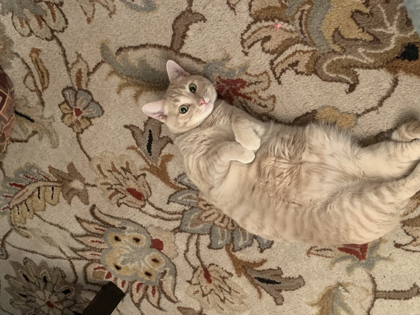 A cream tabby cat lying on its back on a patterned rug, faint striping on its pale legs