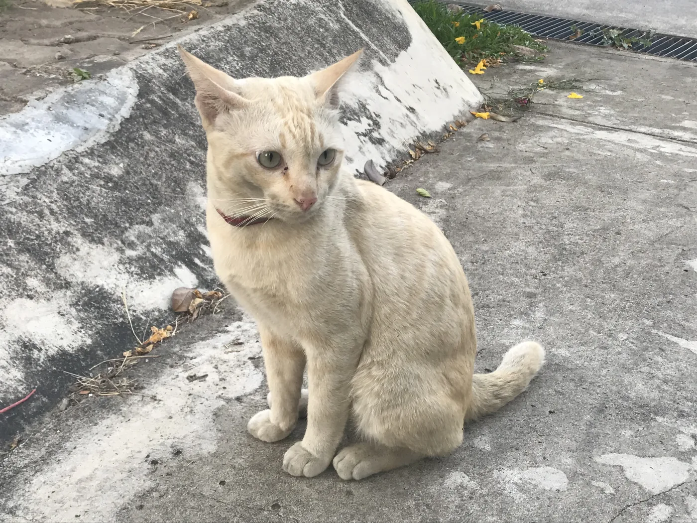 A pale cream cat with faint ghost striping sitting on a concrete path outdoors