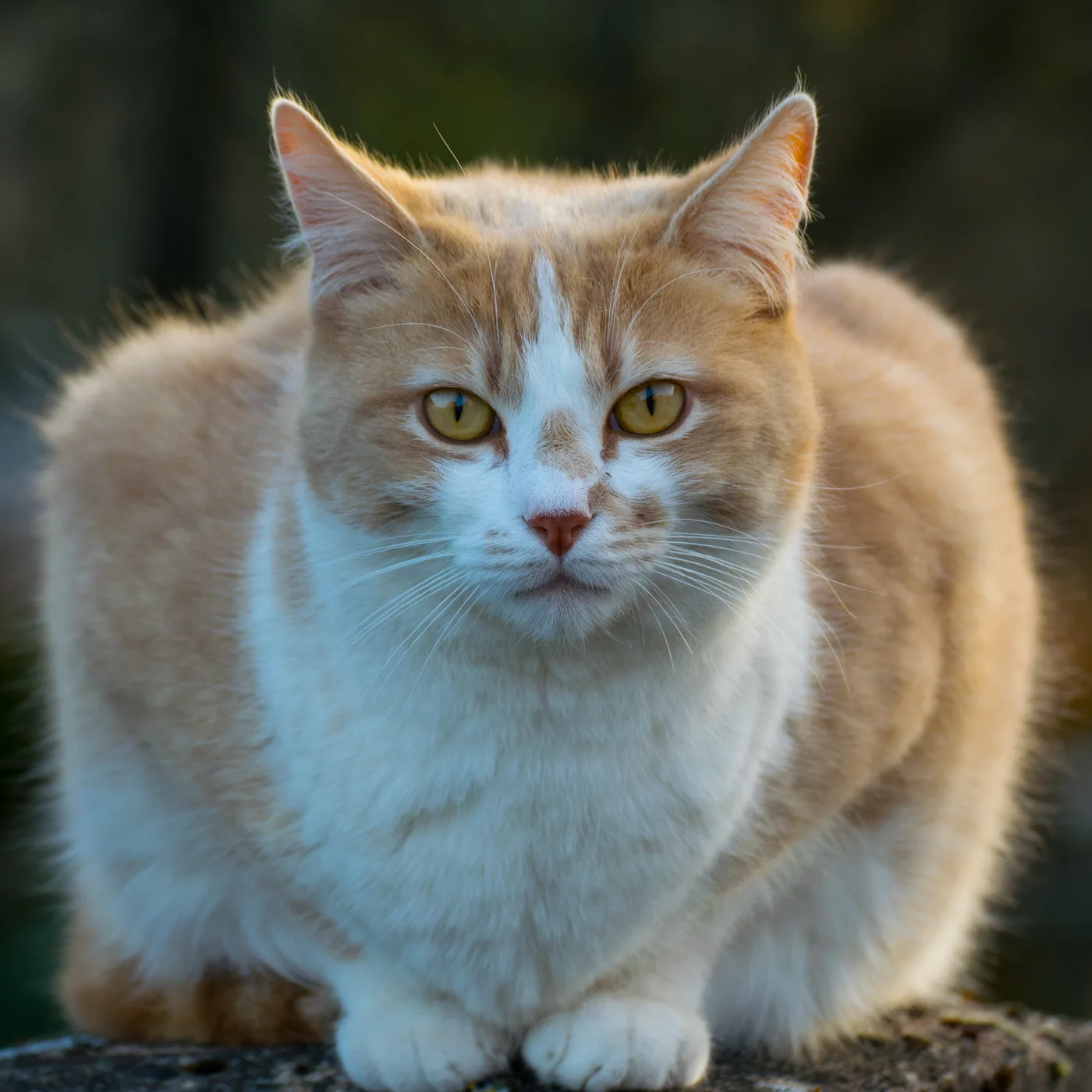 An orange-and-white bicolor cat facing the camera, white blaze down the nose and orange tabby patches over the eyes and ears