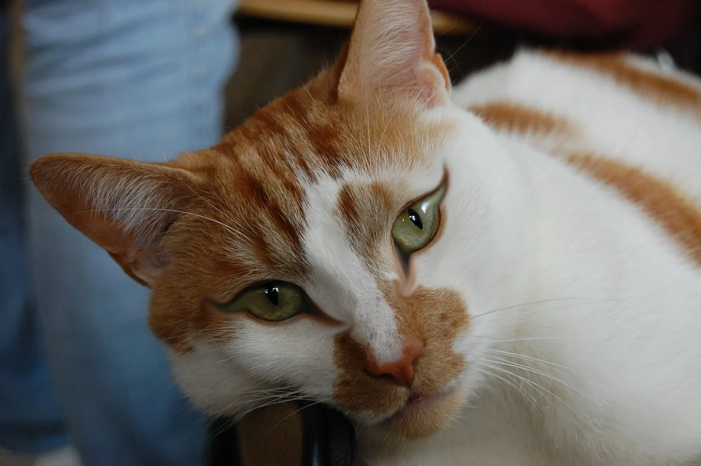 Close-up of an orange-and-white cat's face, tabby striping visible in the orange patches against the white