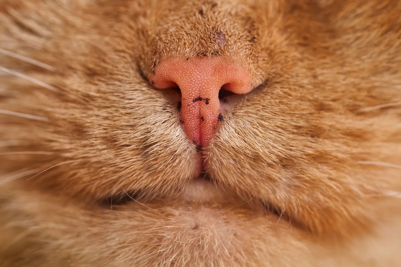 Extreme close-up of an orange cat's nose and lips showing small flat dark spots on the nose leather