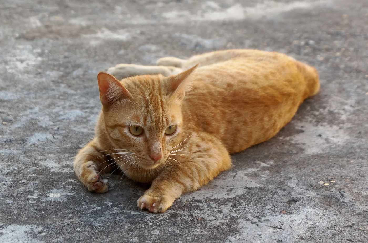 An orange spotted tabby cat lying on concrete, its flank stripes broken into short spots and dashes