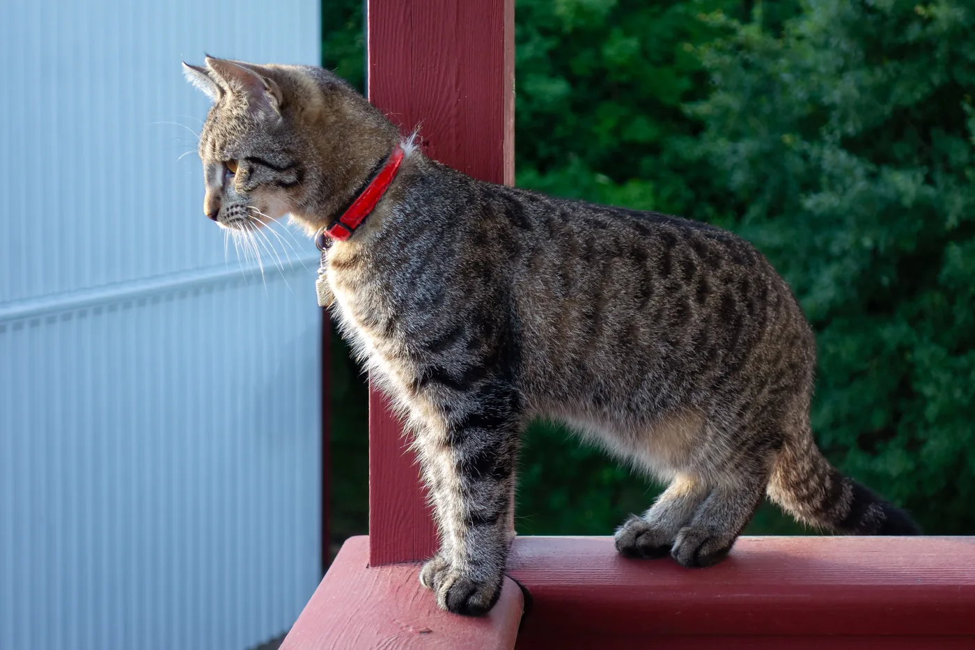 A young grey mackerel tabby standing in side profile on a railing, narrow vertical stripes, barred front leg and ringed tail