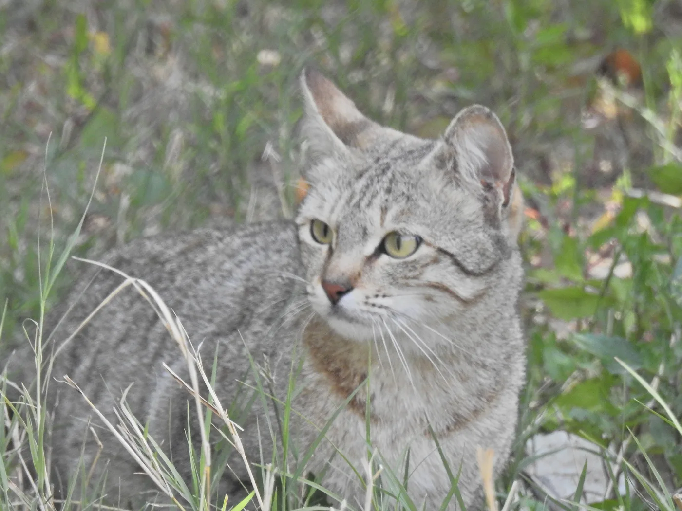A lean grey mackerel tabby cat crouched in dry grass, narrow stripes across the body and a dark M on the forehead