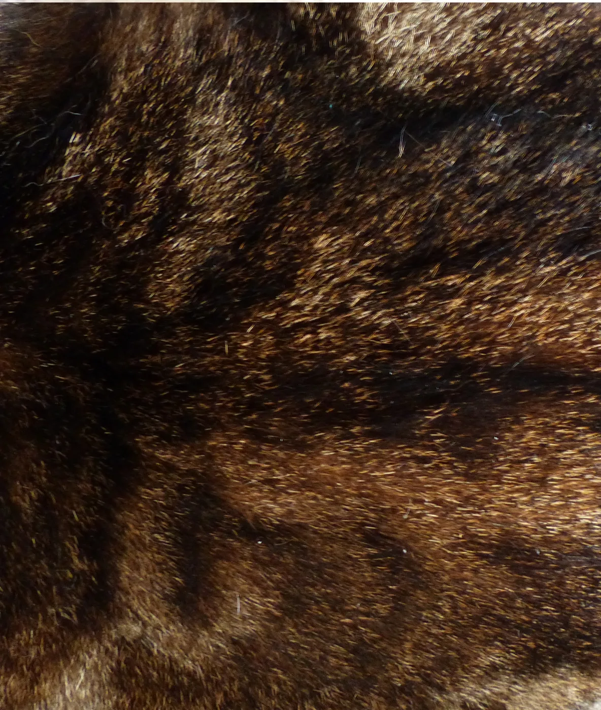 Close-up of a brown classic tabby's flank showing the swirled blotched marking