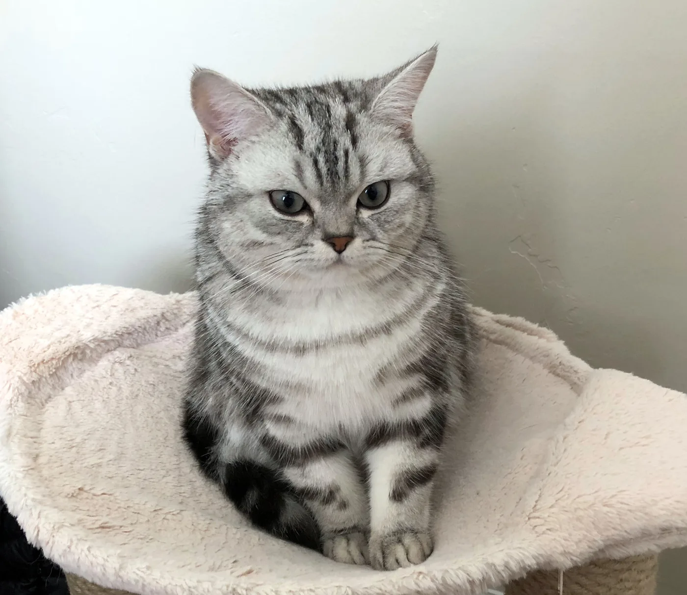 A silver classic tabby British Shorthair kitten sitting upright, bold black swirls and necklaces on a silver-white background