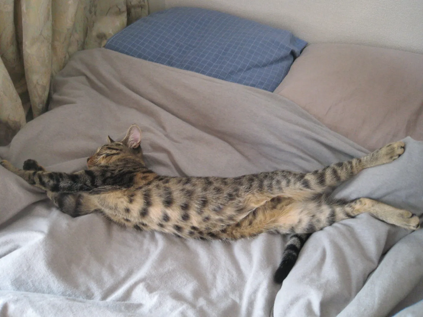 A spotted tabby cat stretched full length on a bed, dark rounded spots scattered along the body