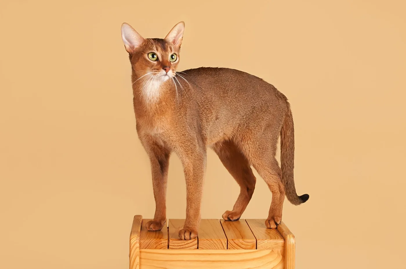 A ruddy Abyssinian standing in full side profile on a wooden block, fine agouti ticking and no body stripes
