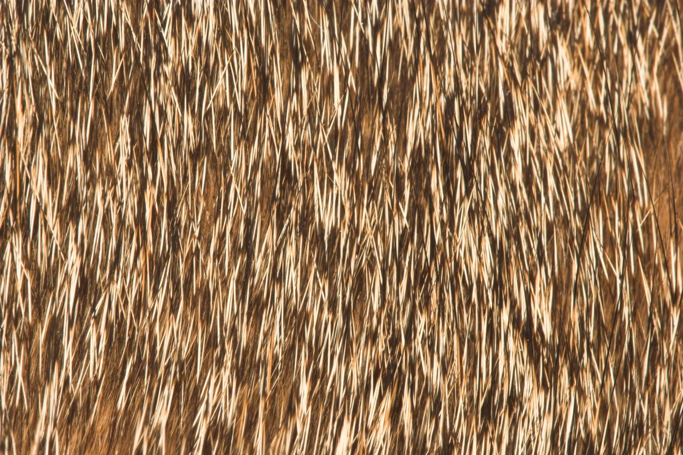 Macro photograph of cat fur from a ticked Abyssinian coat, each hair banded with alternating light and dark rings