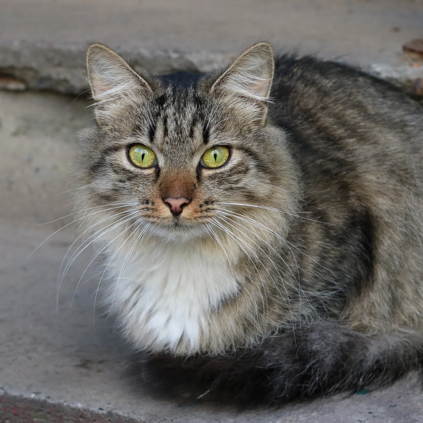 A long-haired brown tabby cat with green eyes, warm bronze ground and black stripes, clear M on the forehead