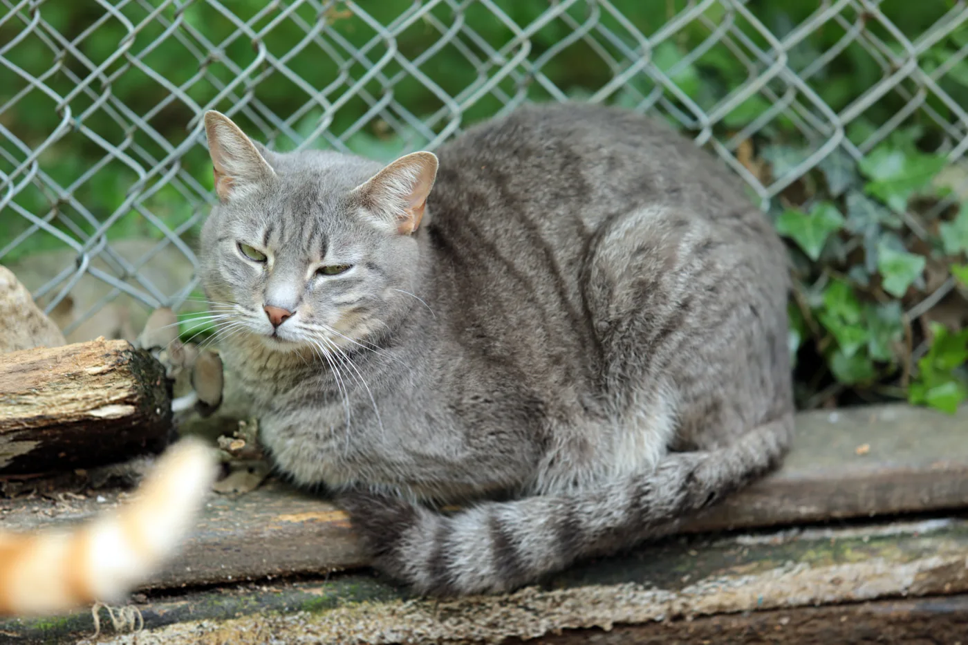 A grey tabby cat crouched on a wooden plank, creamy-grey ground with darker blue-grey stripes
