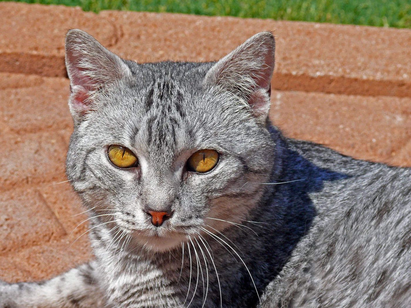Close-up portrait of a silver mackerel tabby with amber eyes, black markings on a silvery-white ground