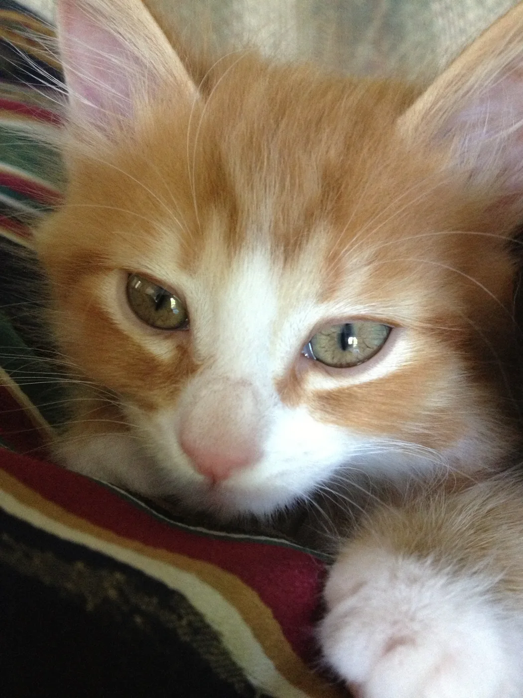 Extreme close-up of an orange kitten's face with a white blaze and green eyes