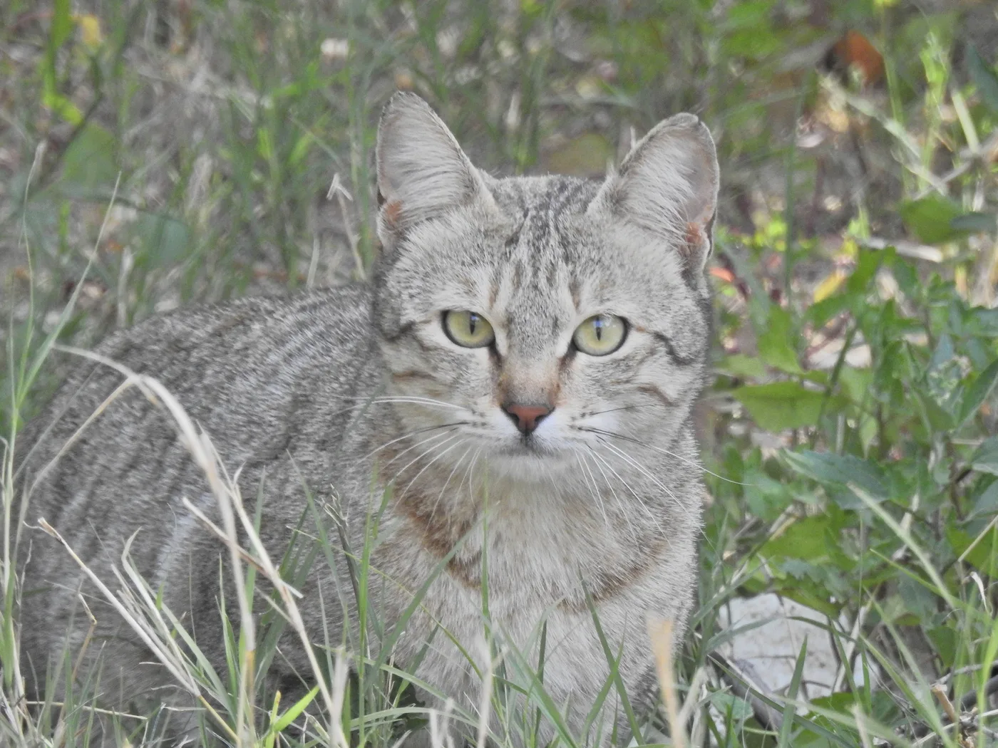 Frontal close-up of a grey mackerel tabby's face in grass, a crisp symmetrical dark M marking on the forehead