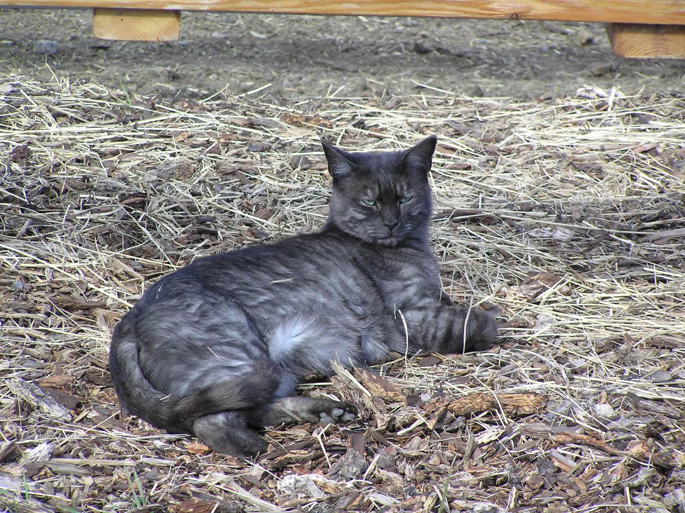 A dark smoke-grey cat resting in straw, faint tabby striping visible on the flank and legs in bright sunlight