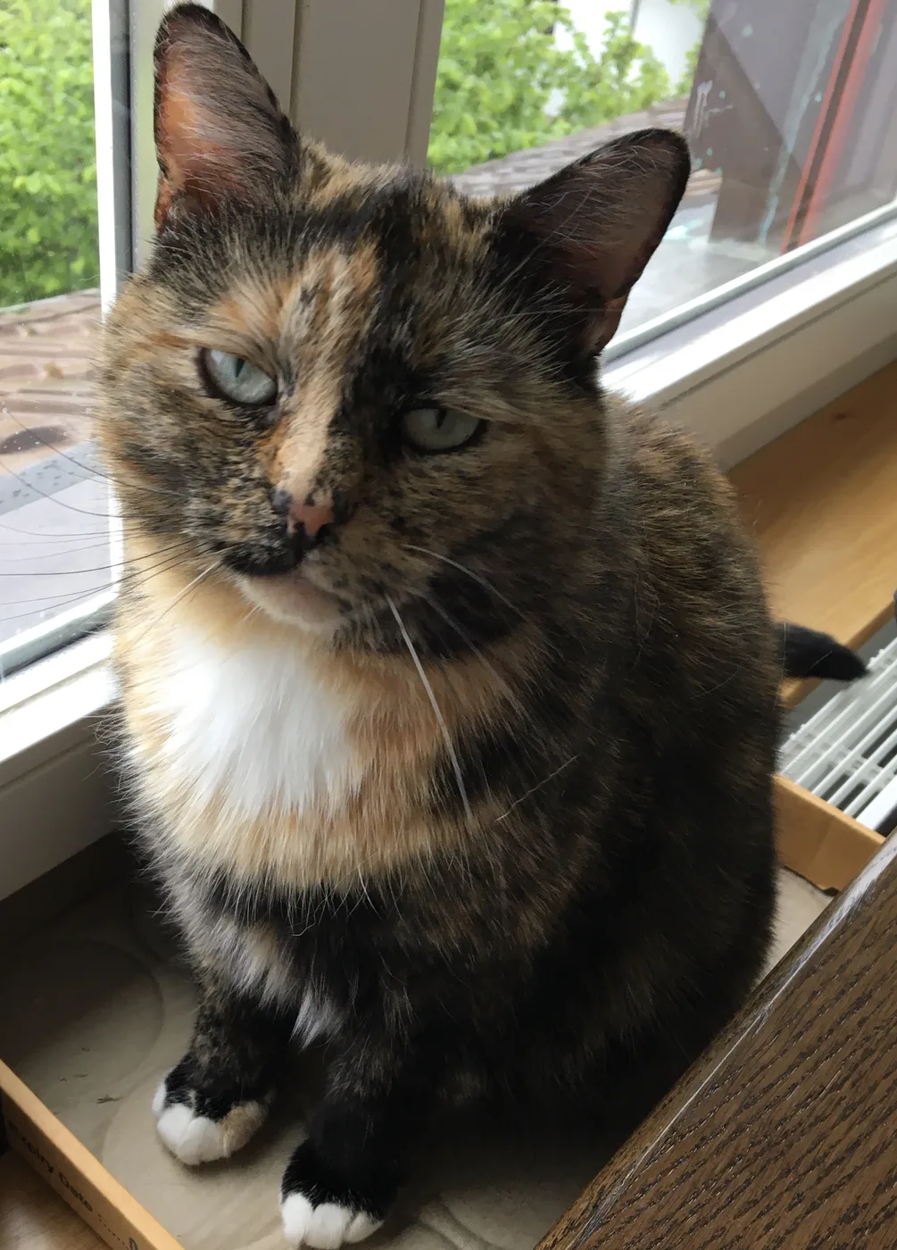 Close-up of a tortoiseshell cat's face at a window, black and orange fur finely intermingled across the face rather than in blocks, with a small white bib and white front paws