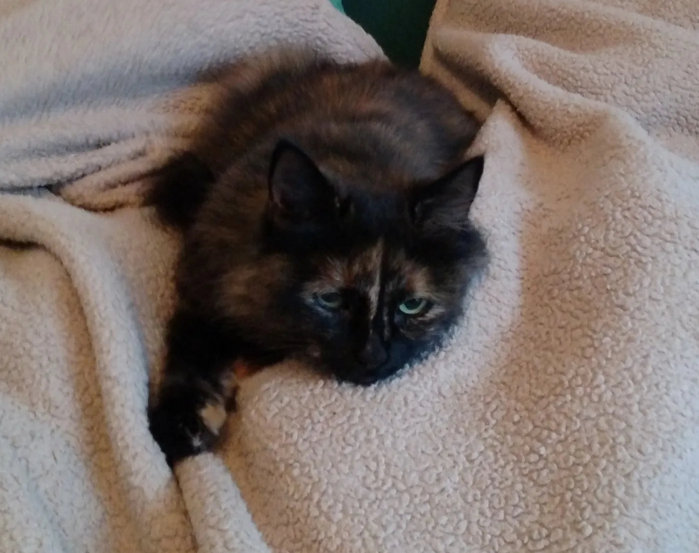 Mostly black cat lying on a beige fleece blanket with fine orange-brown streaks running through the fur of the face and paws, no white visible
