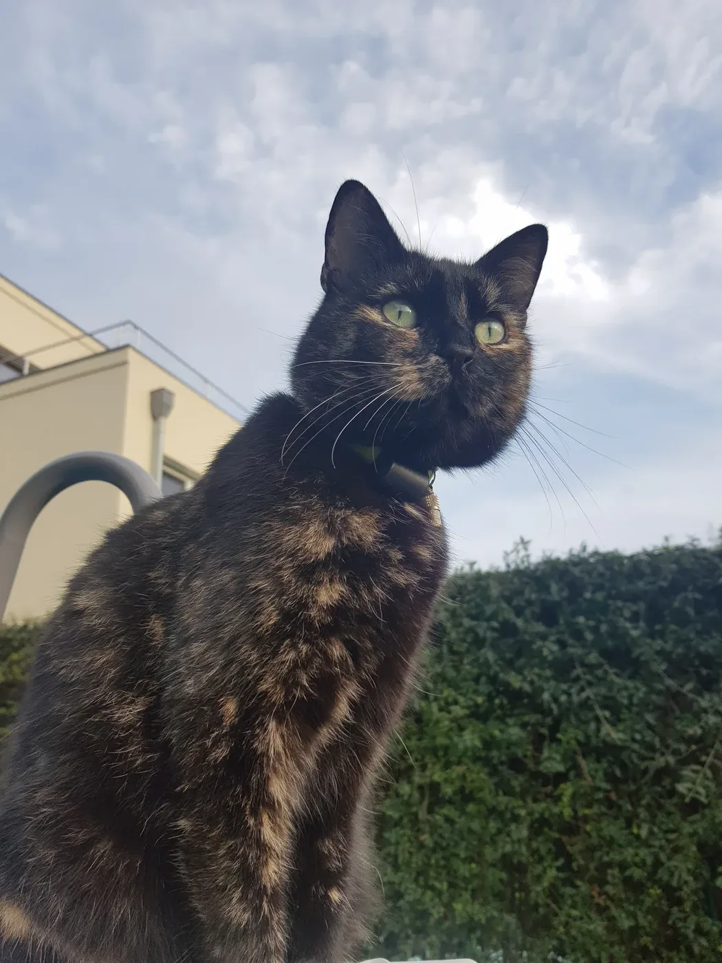 A mostly black tortoiseshell cat outdoors against a hedge and sky, fine orange speckling across the chest and body, wearing a collar