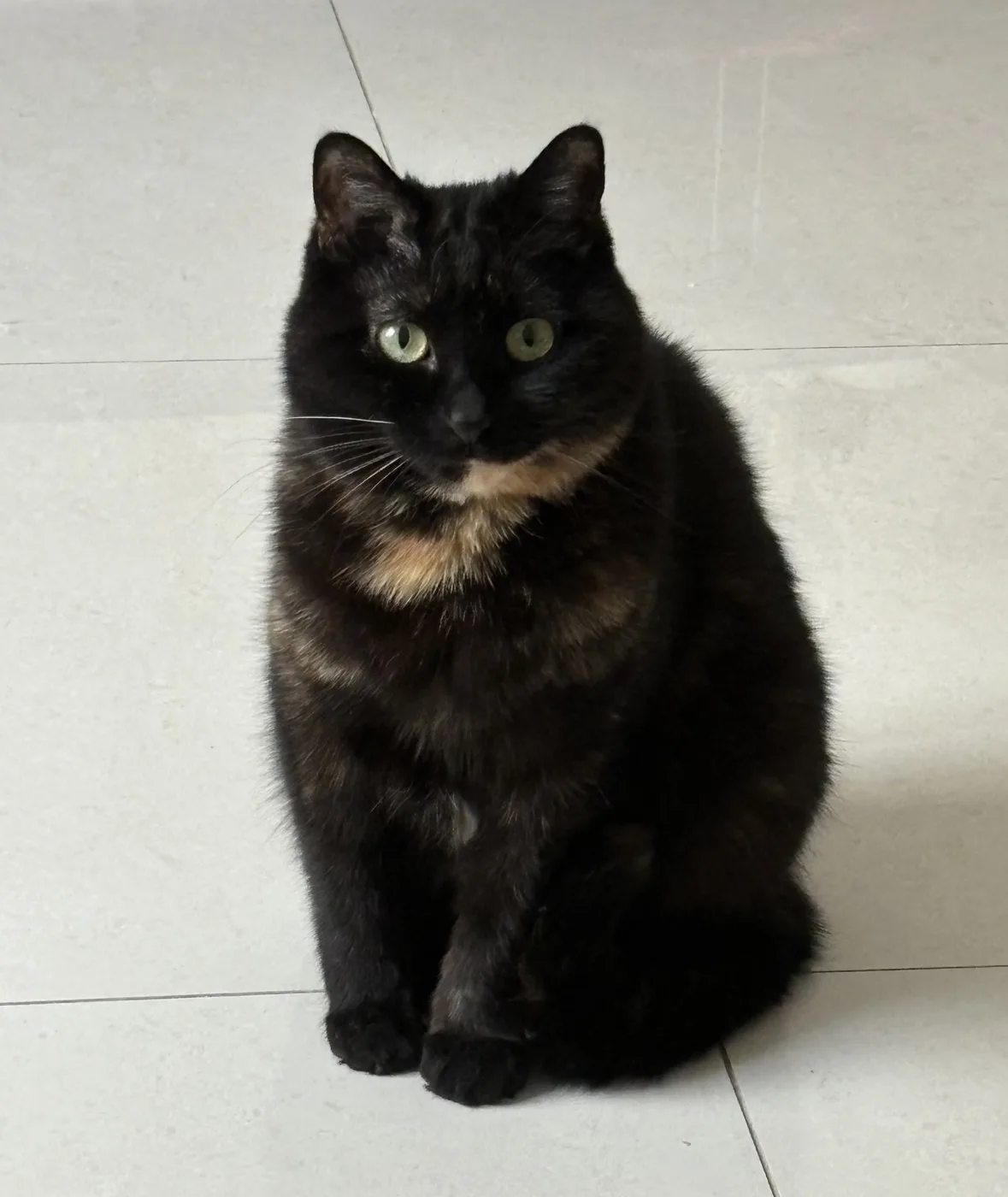 Mostly solid black cat sitting on a tiled floor with a distinct tan and cream patch at the chin and upper chest, green eyes
