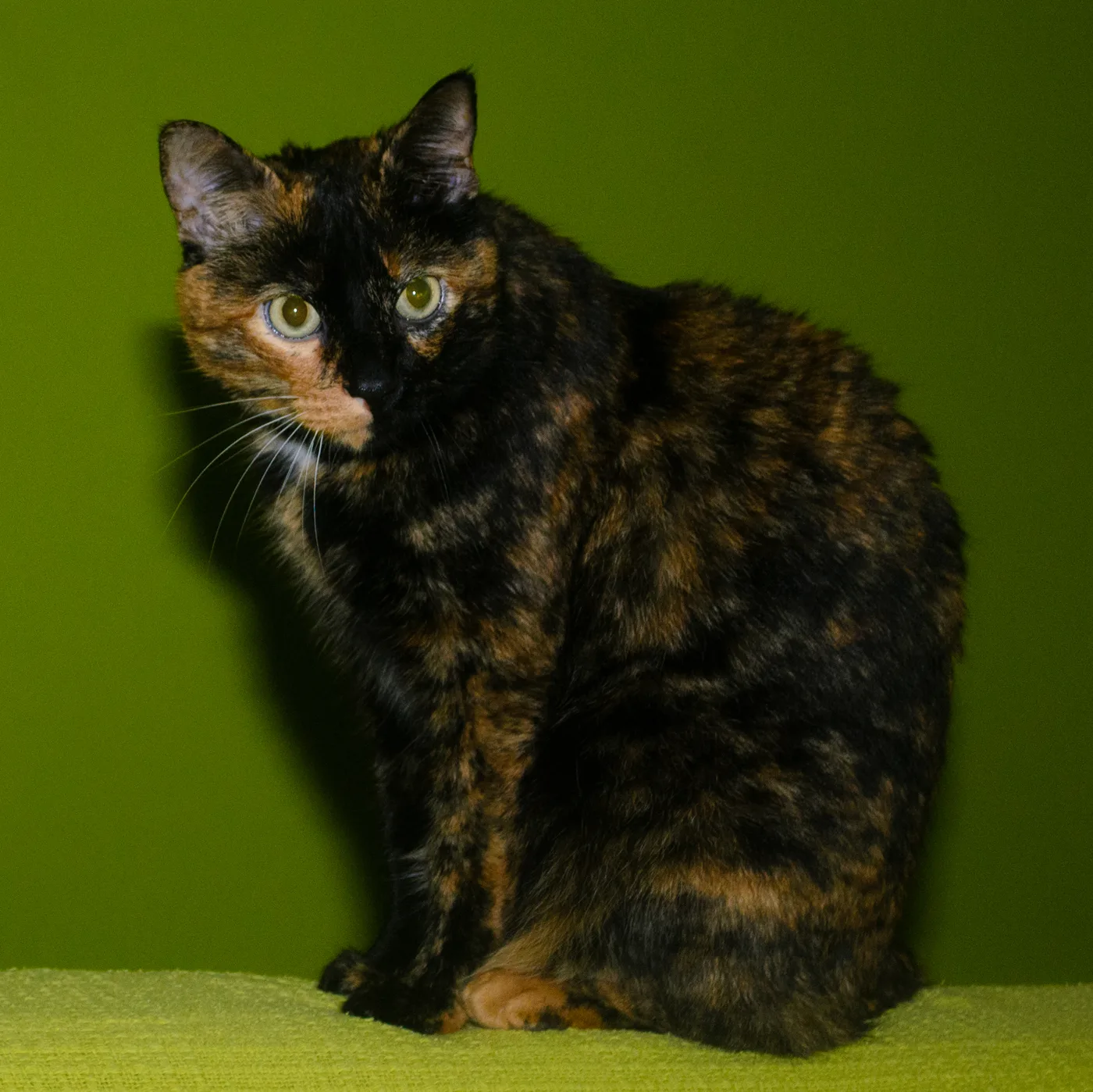 Tortoiseshell cat portrait against a plain green background, face divided between a solid black side and a brindled orange-brown side, green eyes, no white