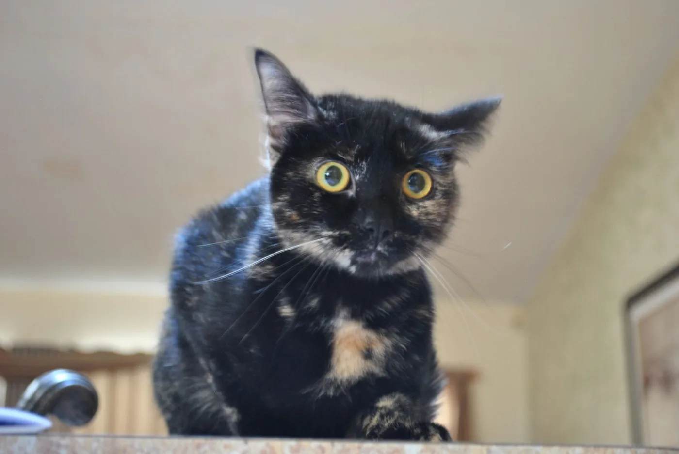 Wide-eyed young tortoiseshell cat with cream-orange patches on a black face, leaning over a kitchen counter