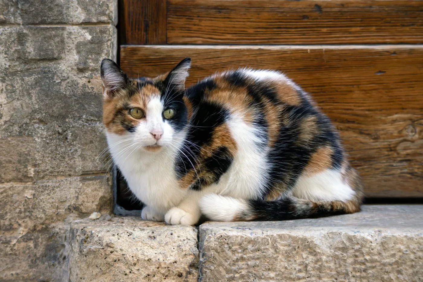 Classic calico cat sitting on a stone doorstep, white base coat with large distinct patches of black and orange, white predominant on the face, chest and paws