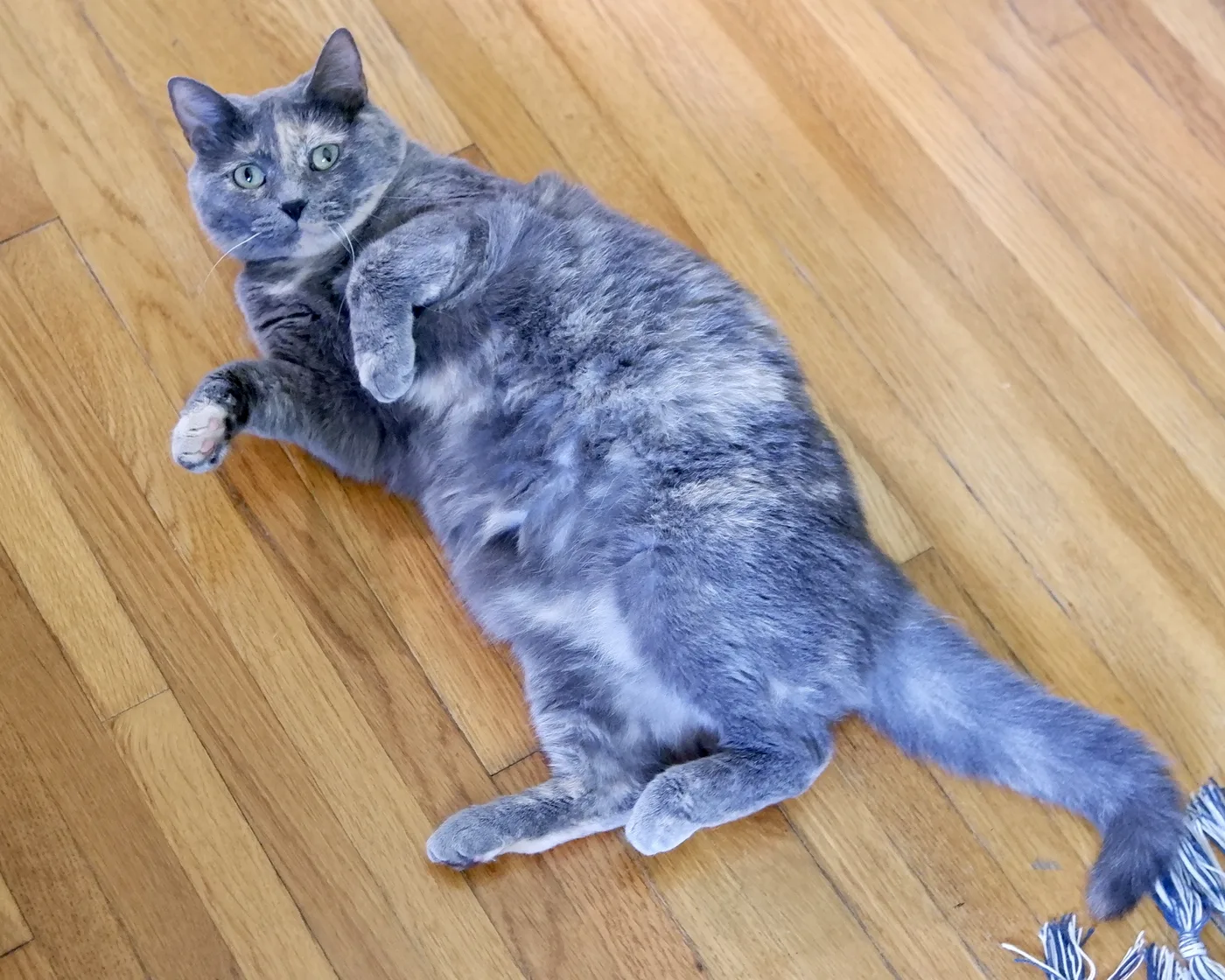 Blue-gray cat lying on a wooden floor with cream patches intermingled through the coat, no white visible