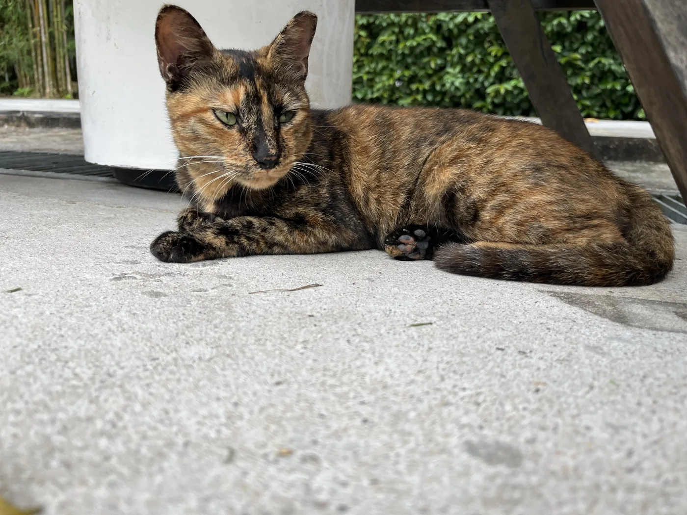 A torbie cat lying on concrete, black mackerel striping running through an orange-brown tortoiseshell coat