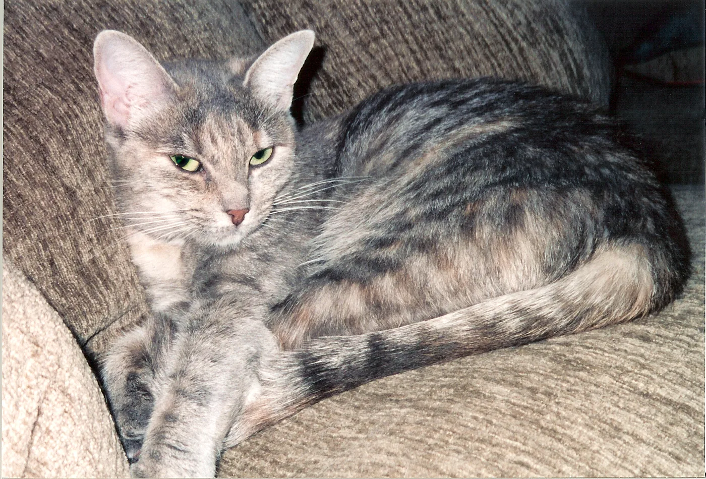 Gray tabby-striped cat with cream patches intermingled through the striping, curled on a sofa