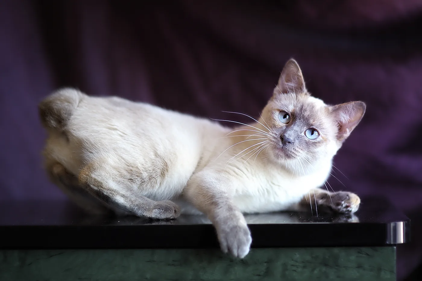 Cream-bodied cat with blue eyes lying on a table, the point color on the hind leg broken by a patch of cream-orange mottling