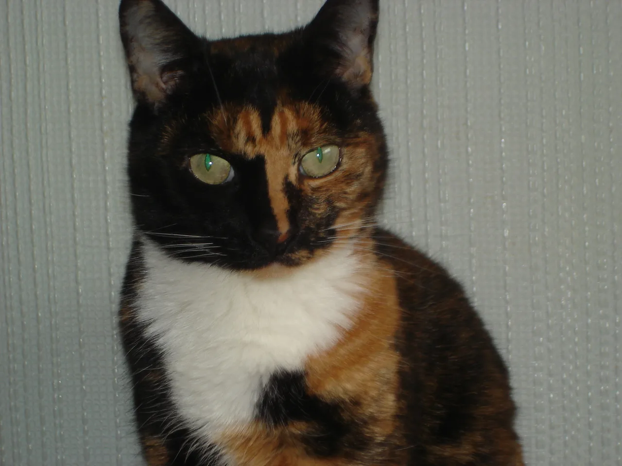 Tortoiseshell cat portrait with the face divided between a mostly black side and an orange tabby-tortie side, with a white chest patch, green eyes