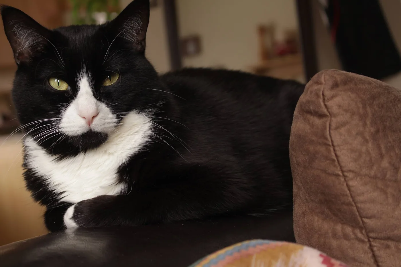 Black cat with a white chest bib and white paw tips lying on gold curtain fabric, looking to the side