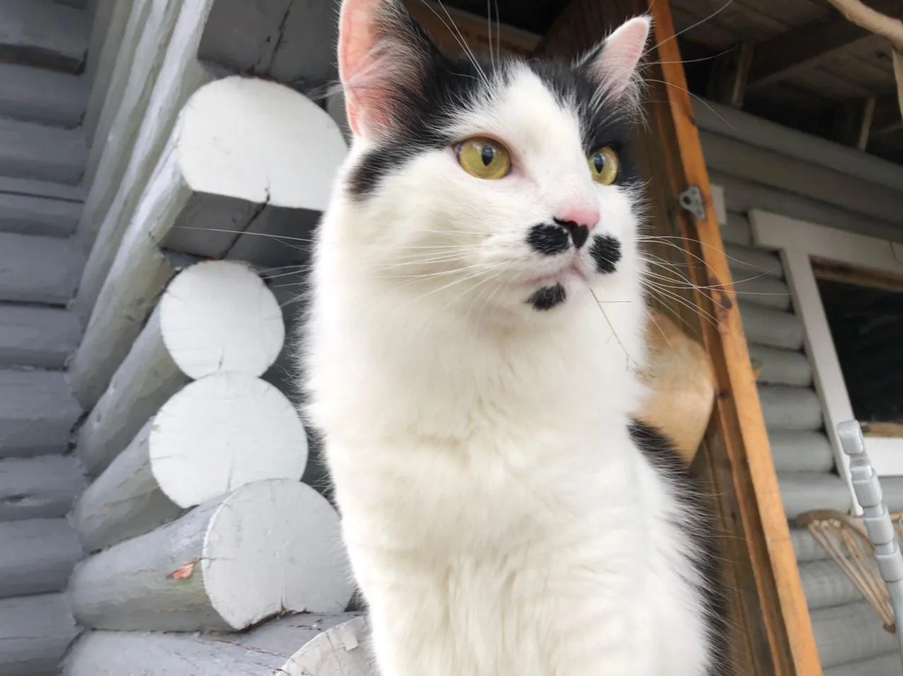 Mostly white cat with black patches over the ears and two small dark spots on the upper lip, in front of a log cabin