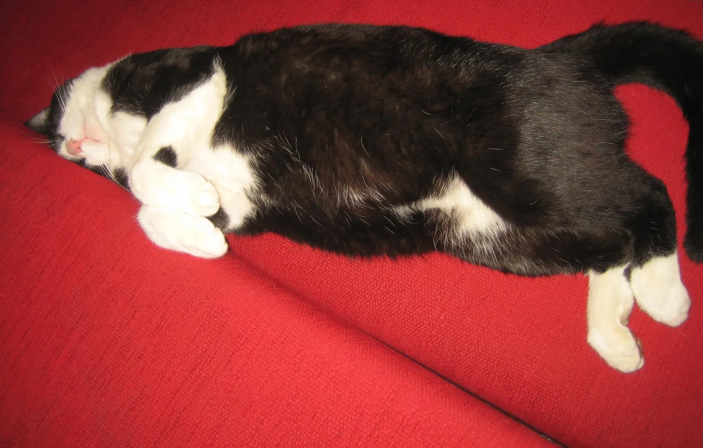 Black and white tuxedo cat sleeping stretched out on a red sofa, white bib and mittens visible
