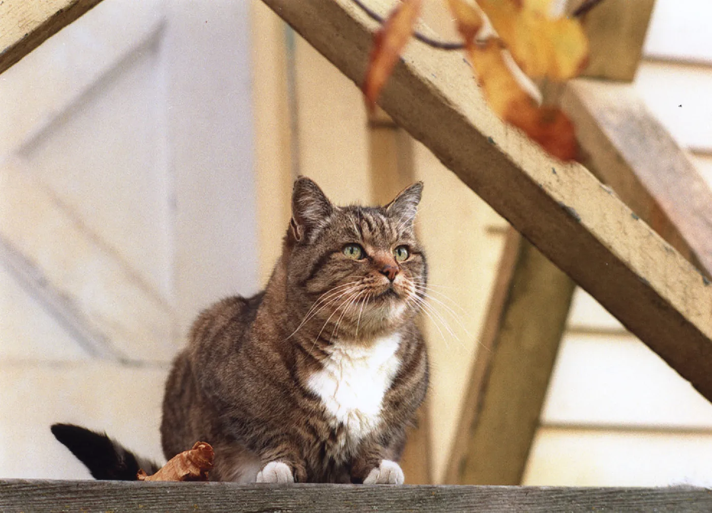 Brown tabby-striped cat with a white chest bib and white paws, standing on a wooden ledge outdoors