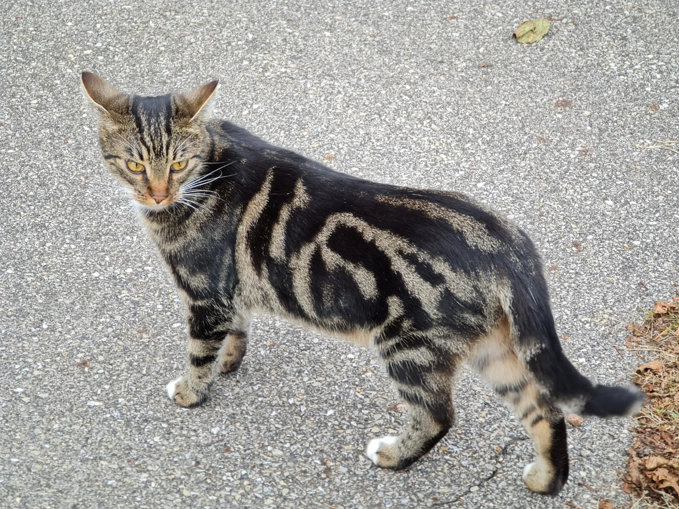 Gray tabby-and-white cat standing side-on, white confined to the bib, chin, chest and one front paw