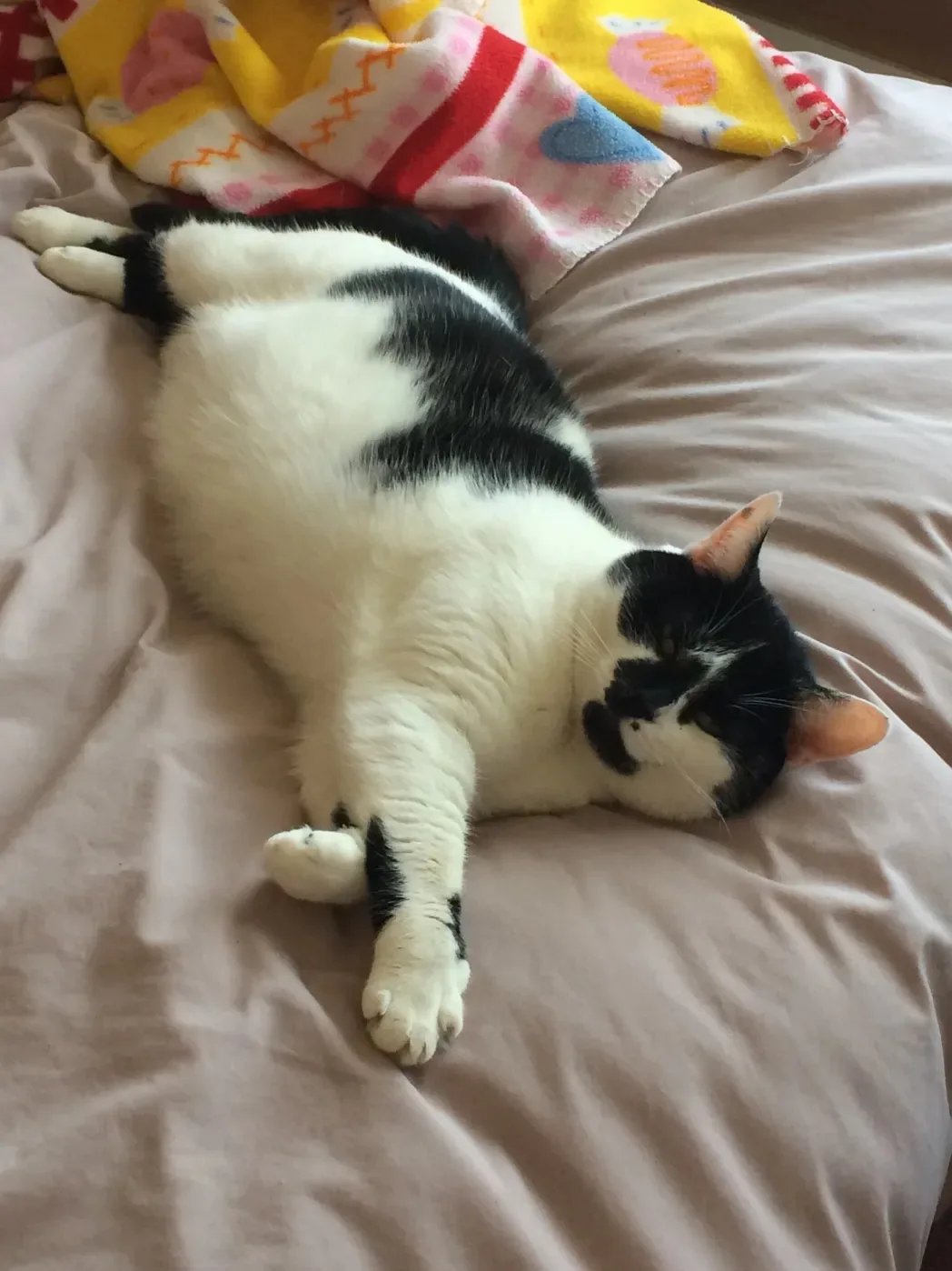 Mostly white cat sprawled asleep on a bed, with large irregular black patches on the back, tail and one side of the face