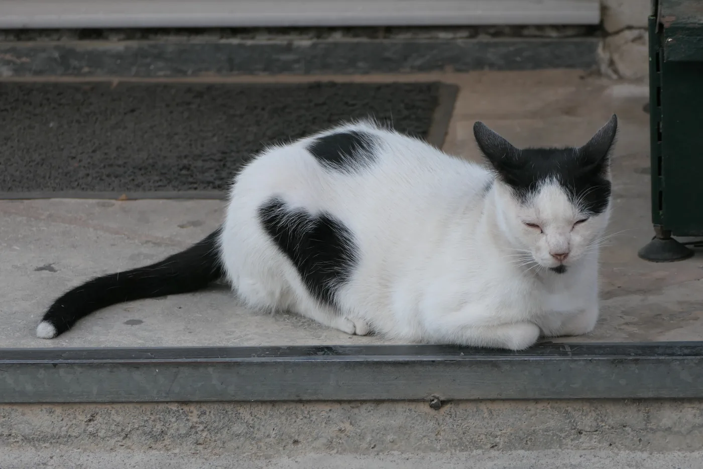 Mostly white cat curled up on a step, with a black head, one black patch on the flank and a black tail with a white tip