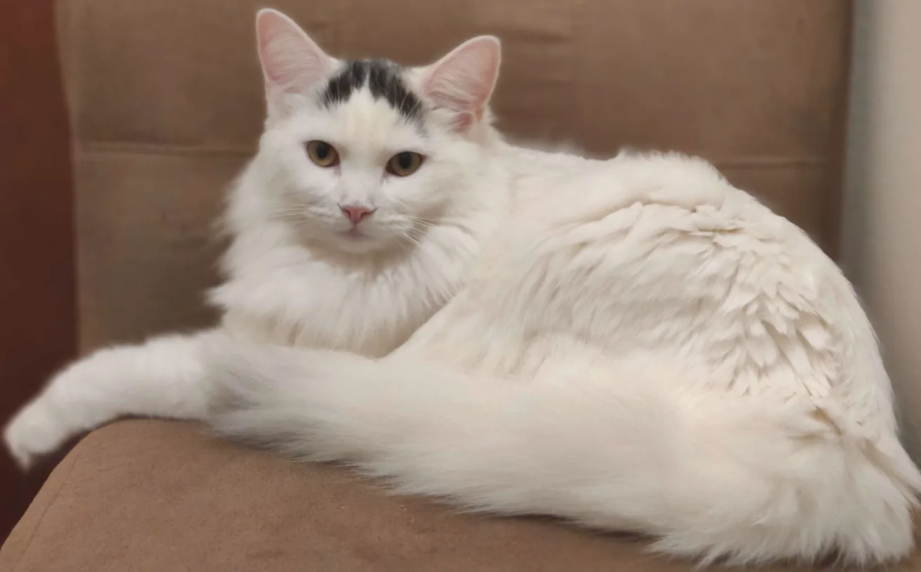 All-white long-haired cat lying down, color confined to a small dark patch between the ears