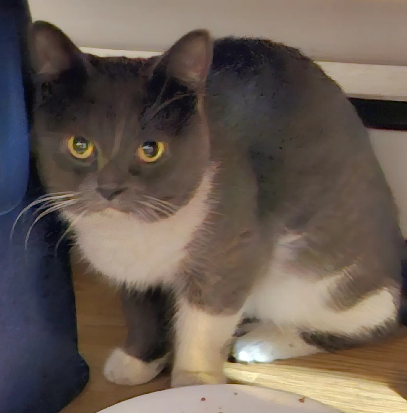 Gray cat with a white muzzle, chin, chest bib and front legs, sitting indoors