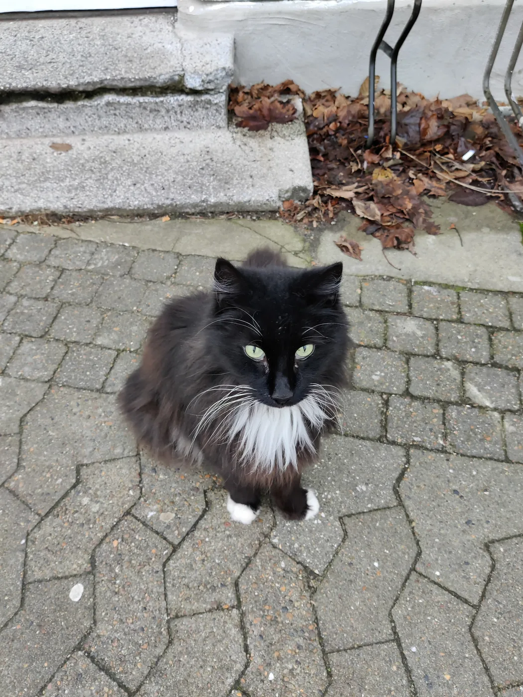 Fluffy long-haired black cat with a white chest ruff and white paw tips, sitting on cobblestones
