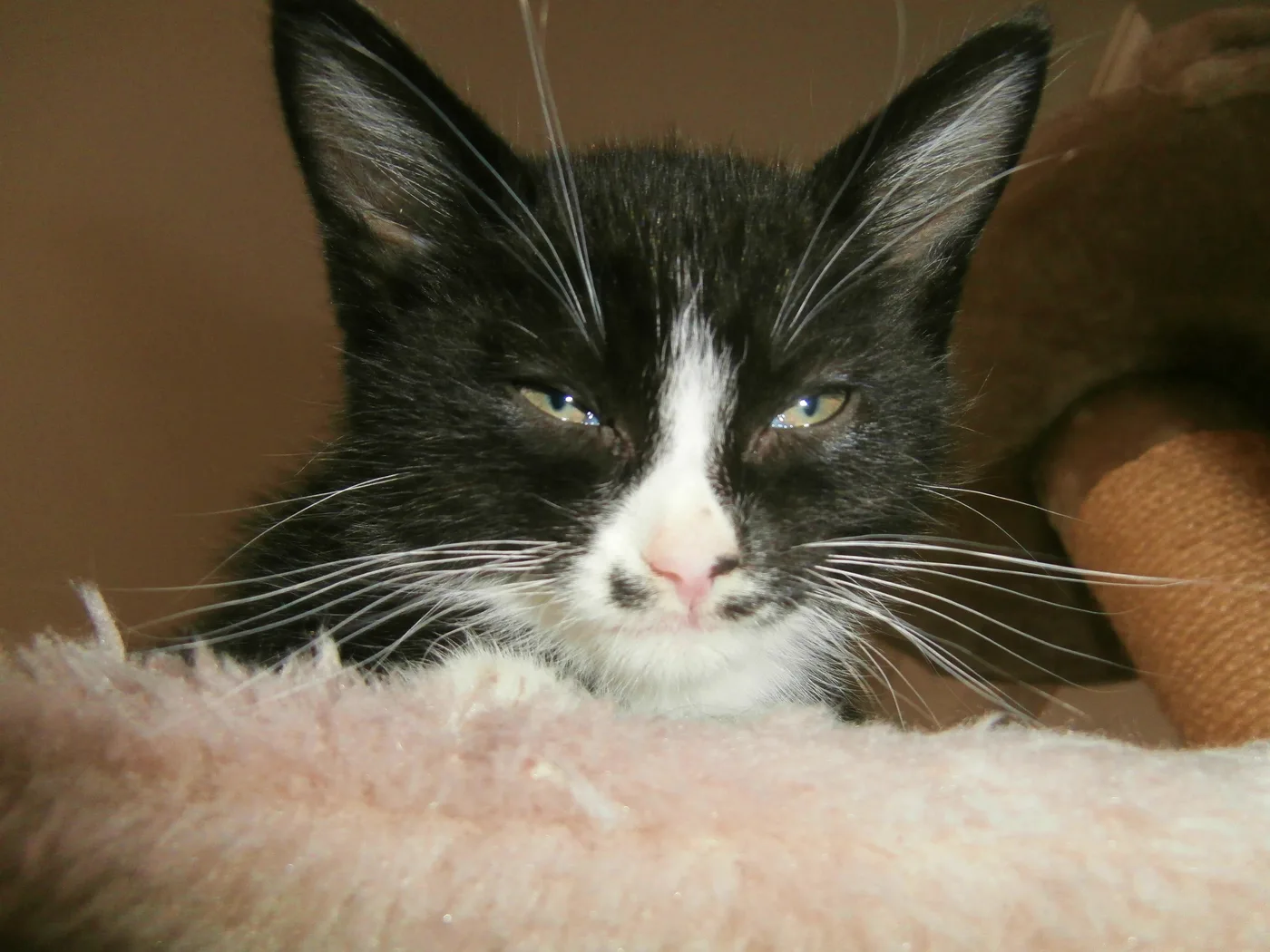 Close-up of a black and white tuxedo kitten's face with a white blaze and muzzle, resting on a pink blanket