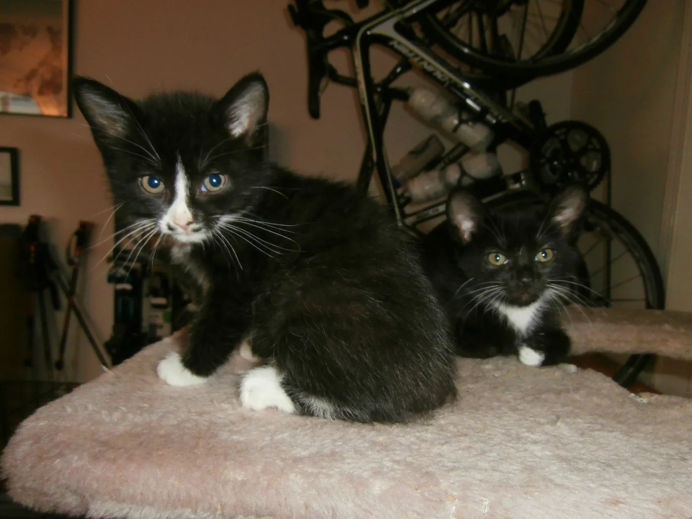 Two black and white tuxedo kittens side by side, one with a white facial blaze, the other with only a white chest patch