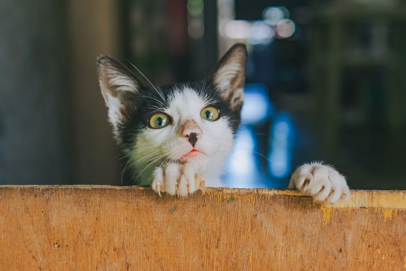 A black and white kitten peeking over the edge of a wooden board with both front paws hooked over it