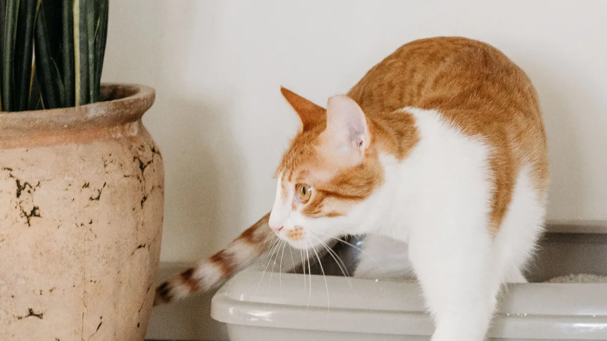 A ginger and white cat stepping out of an open litter tray next to a potted plant