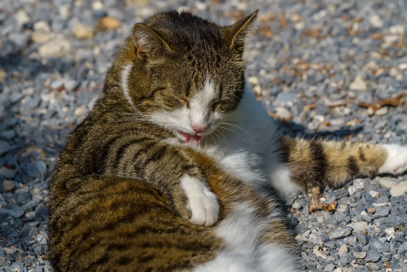 A tabby and white cat lying on gravel, eyes closed, licking its front paw